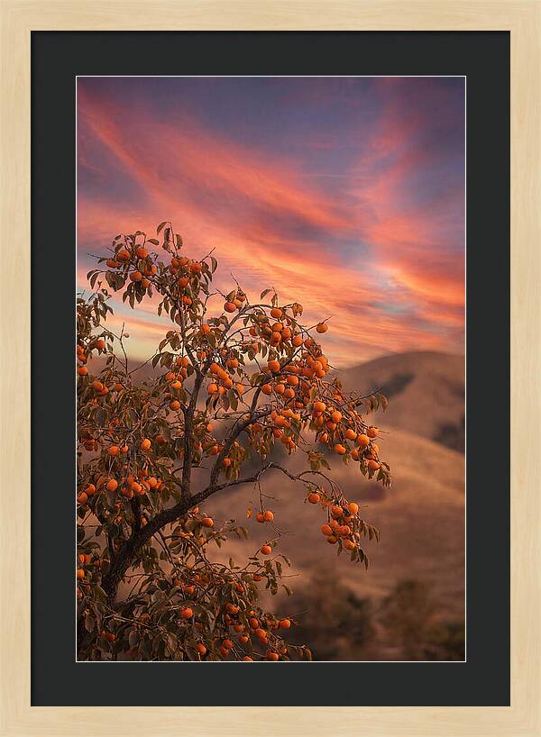 Persimmon Tree At Dusk