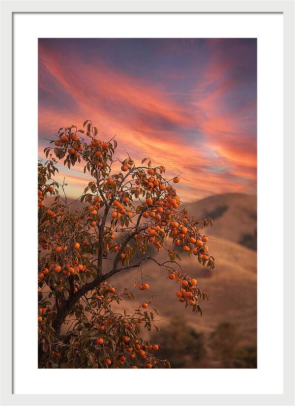Persimmon Tree At Dusk