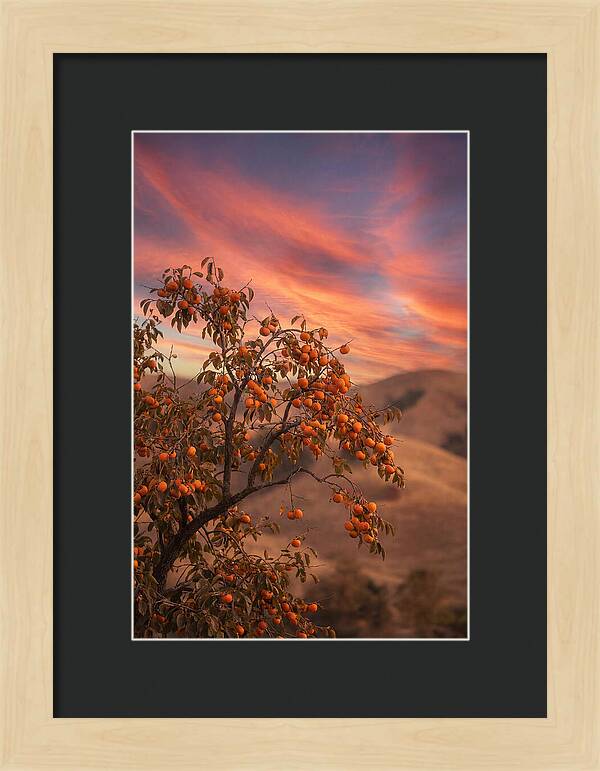 Persimmon Tree At Dusk