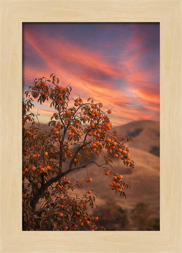 Persimmon Tree At Dusk