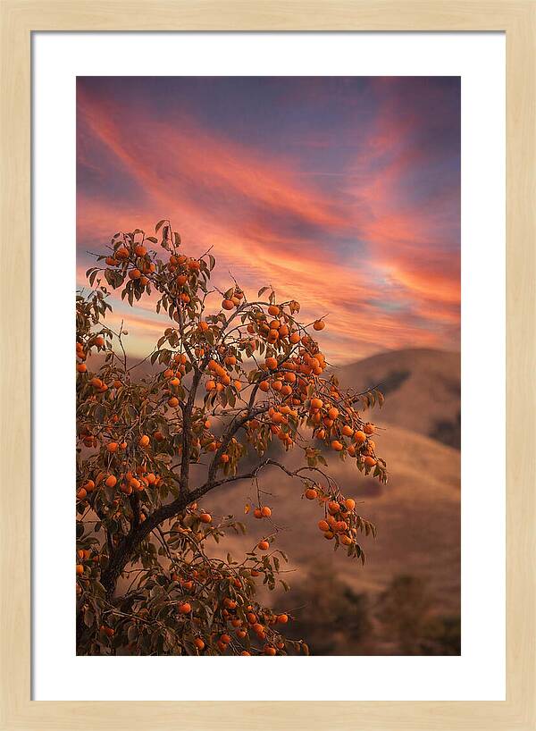 Persimmon Tree At Dusk