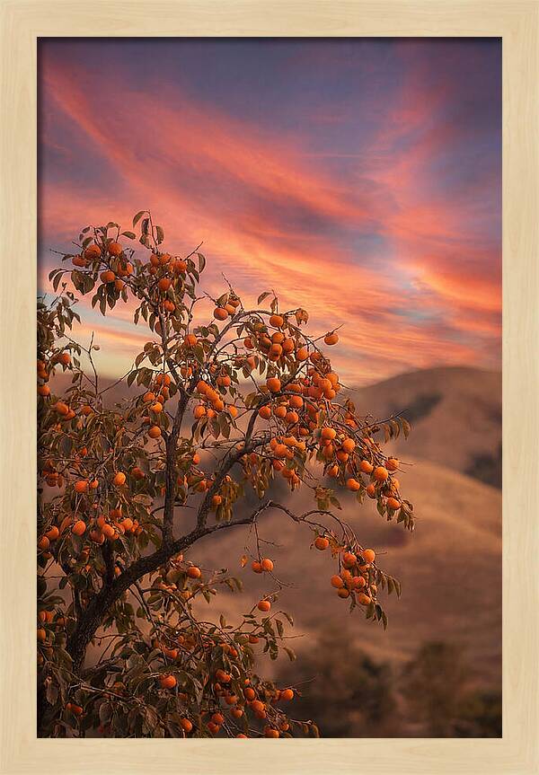 Persimmon Tree At Dusk
