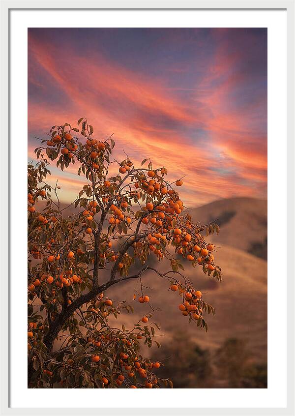 Persimmon Tree At Dusk