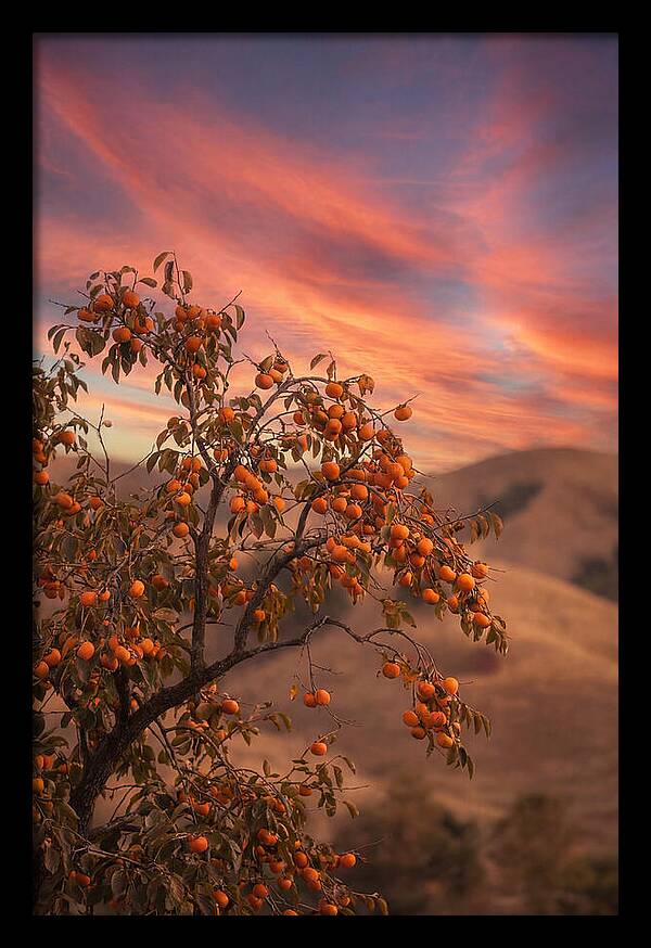 Persimmon Tree At Dusk