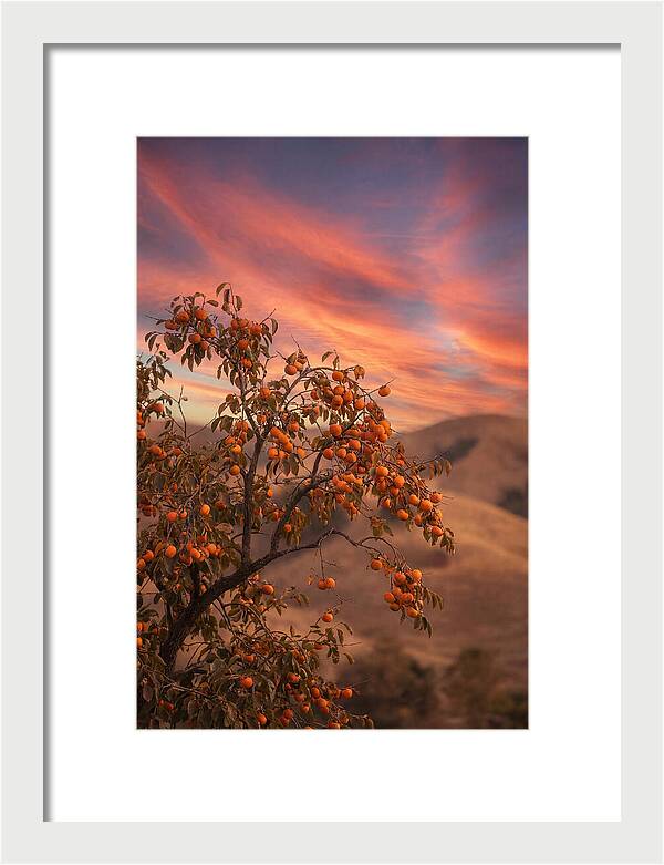Persimmon Tree At Dusk