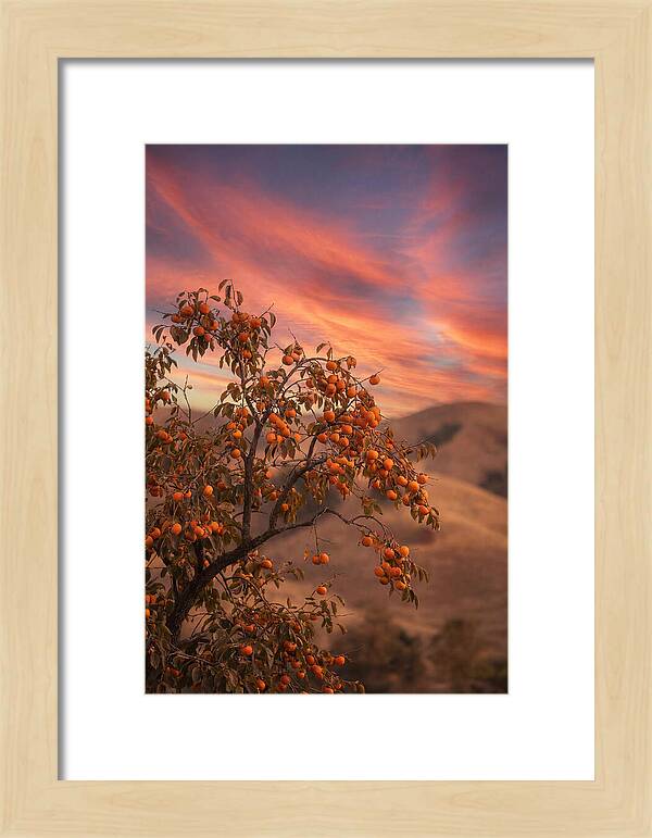 Persimmon Tree At Dusk