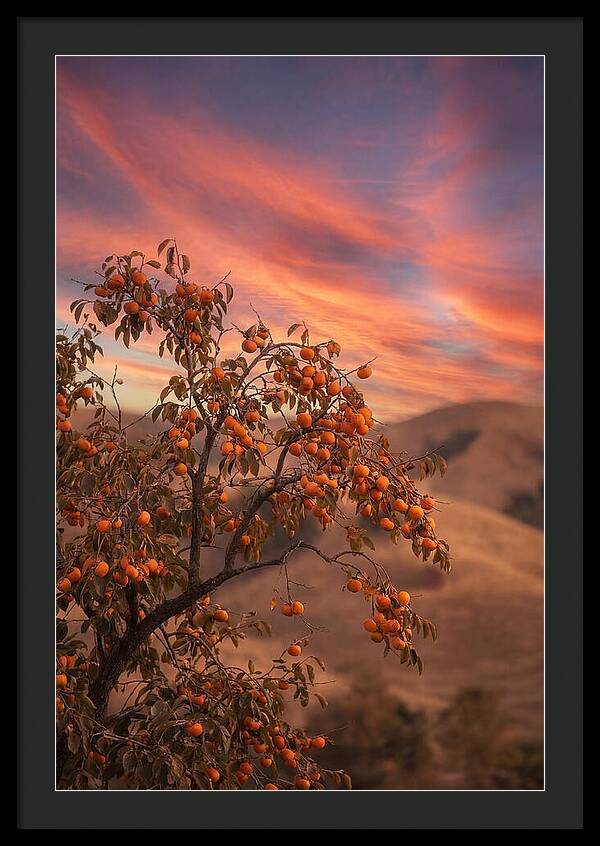 Persimmon Tree At Dusk
