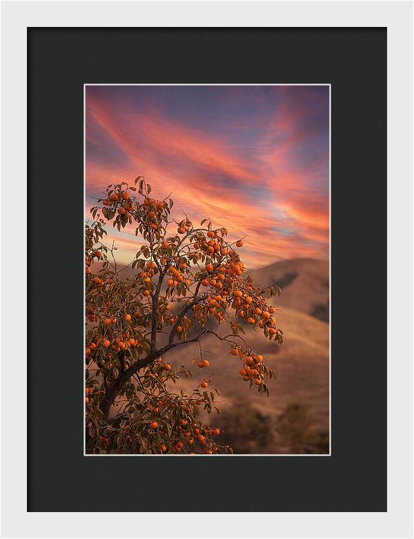 Persimmon Tree At Dusk
