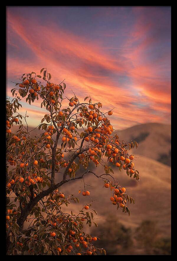 Persimmon Tree At Dusk