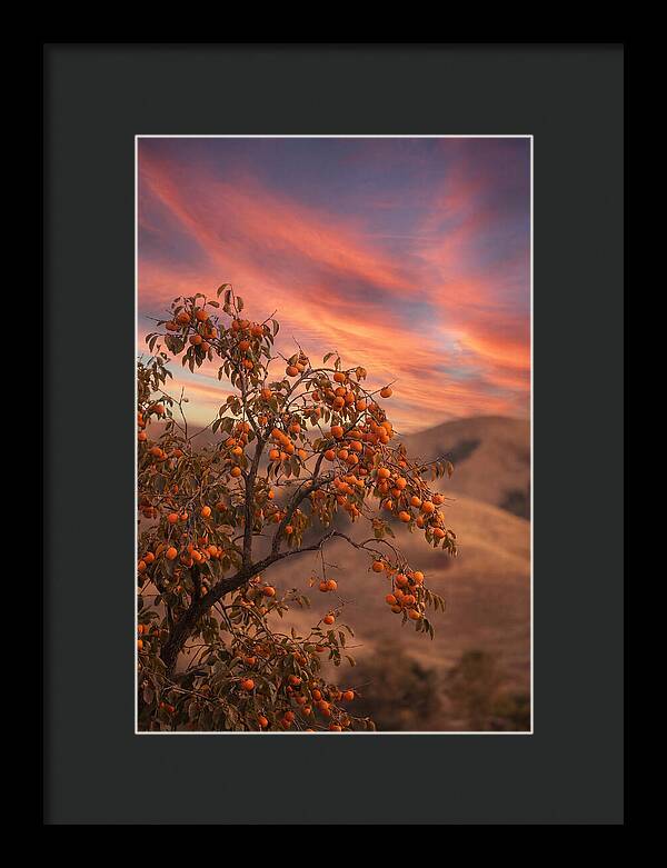 Persimmon Tree At Dusk