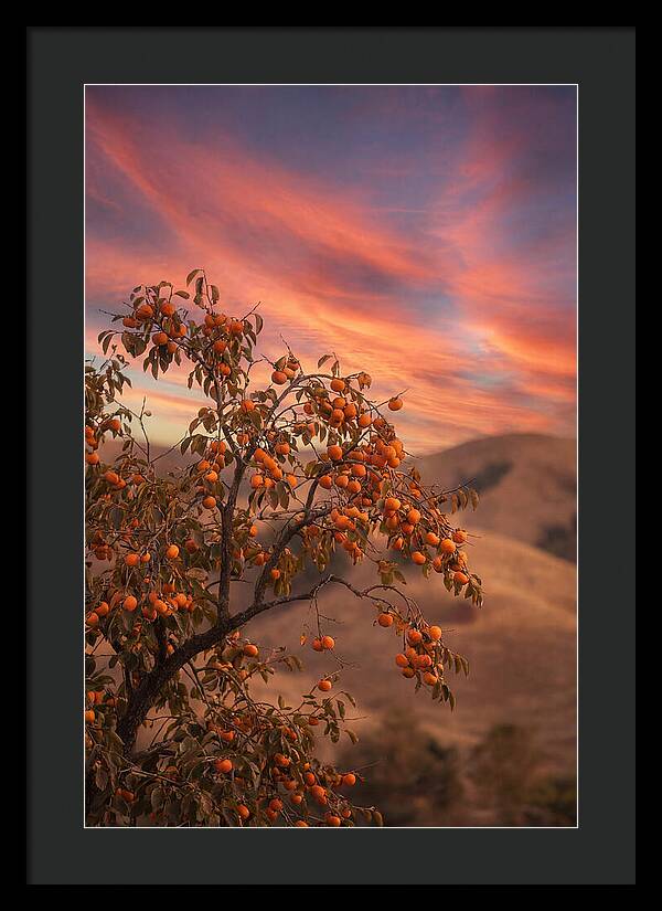 Persimmon Tree At Dusk