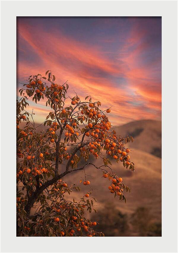 Persimmon Tree At Dusk