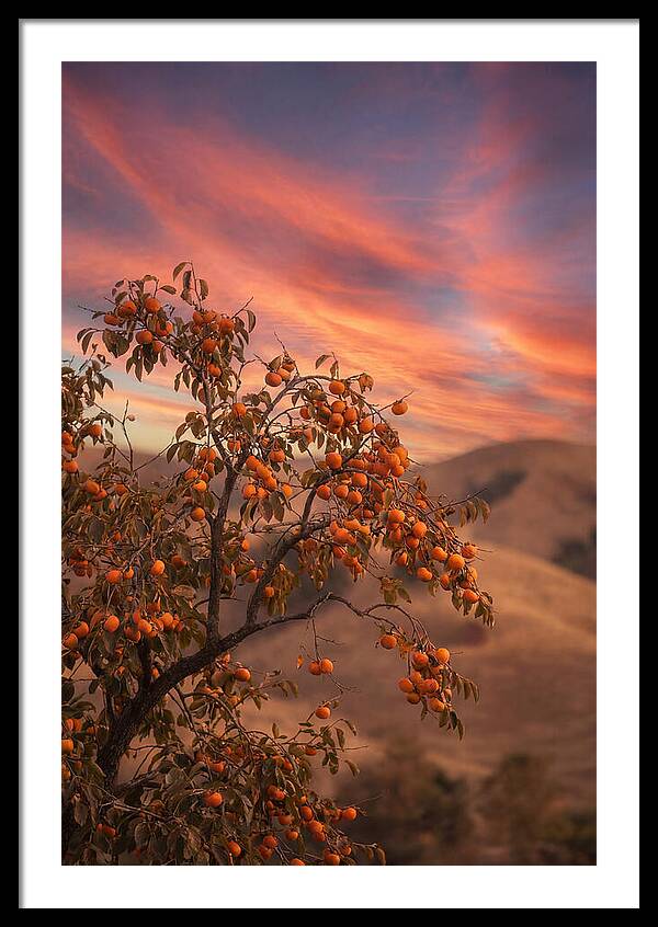Persimmon Tree At Dusk