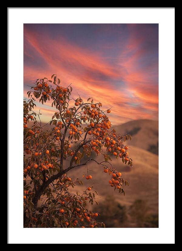 Persimmon Tree At Dusk