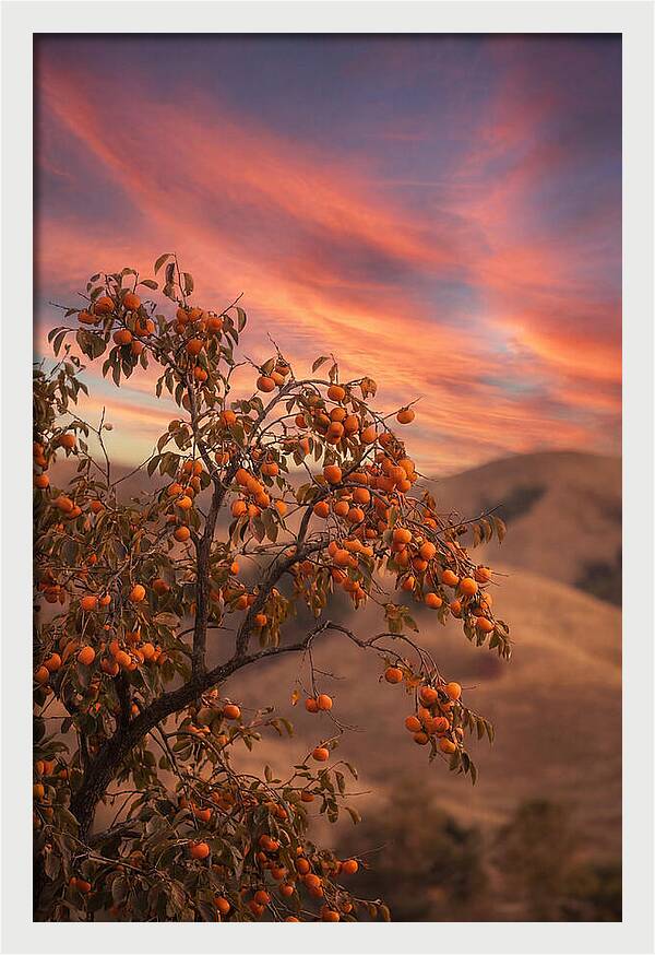 Persimmon Tree At Dusk