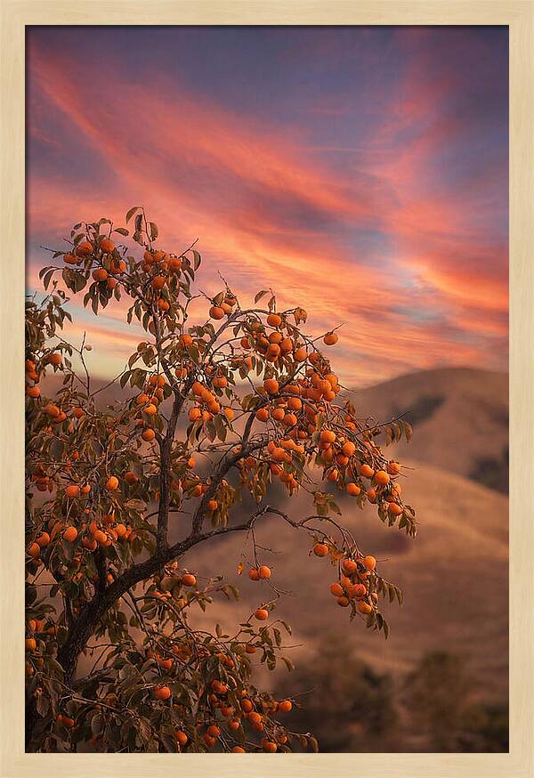 Persimmon Tree At Dusk