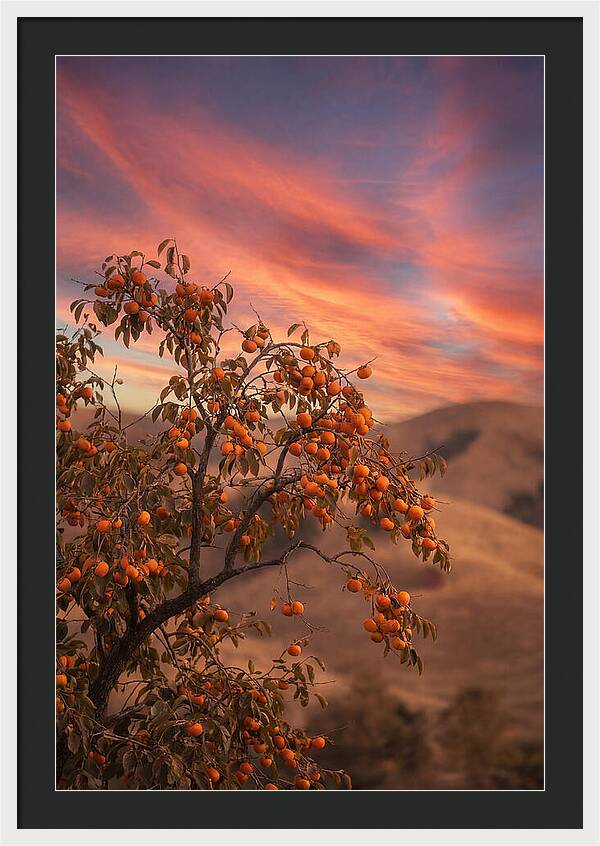 Persimmon Tree At Dusk