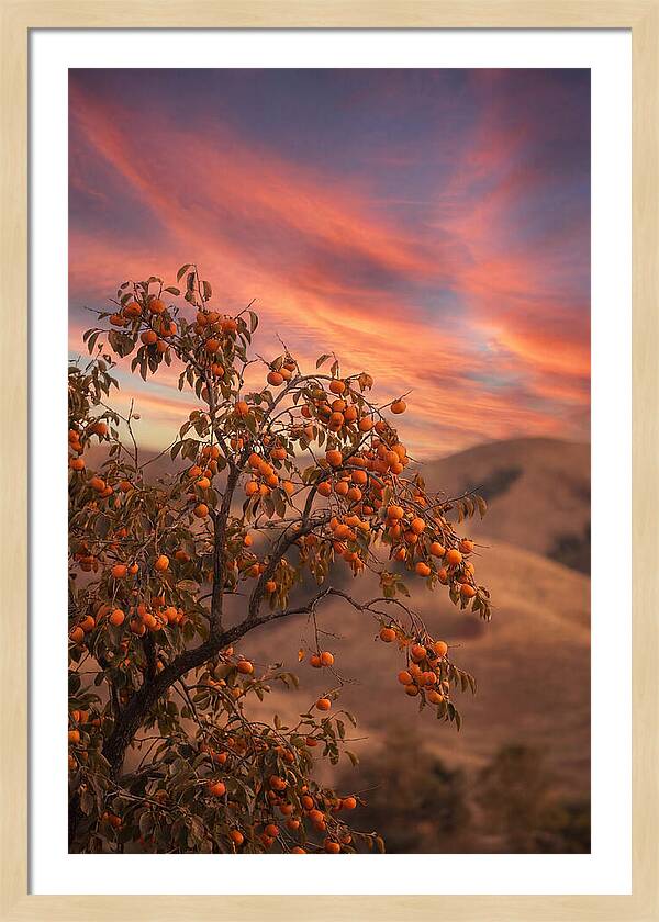Persimmon Tree At Dusk
