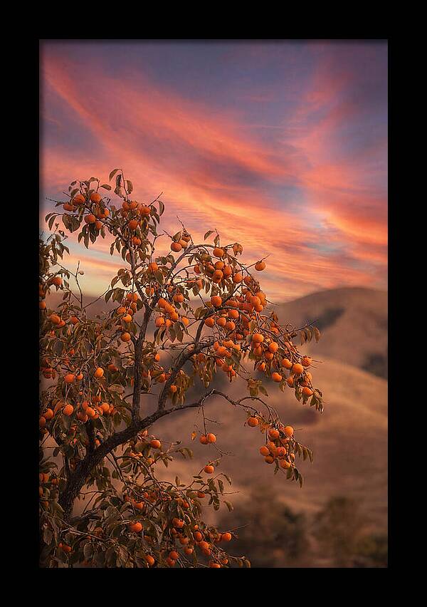 Persimmon Tree At Dusk