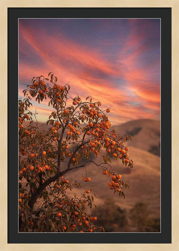 Persimmon Tree At Dusk