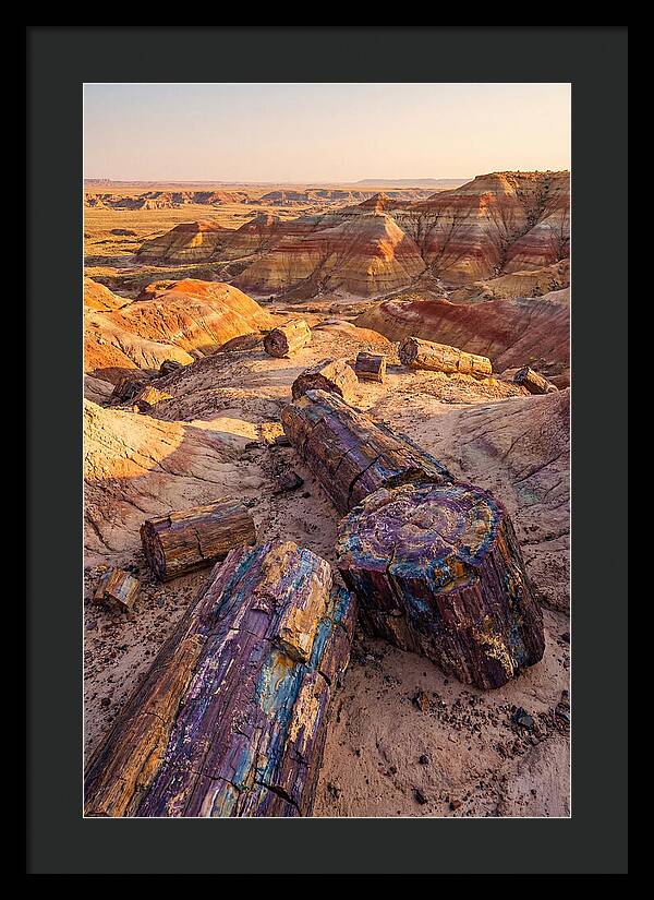Petrified Forest Serenity