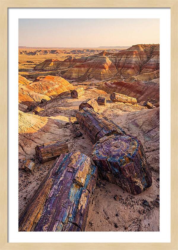 Petrified Forest Serenity