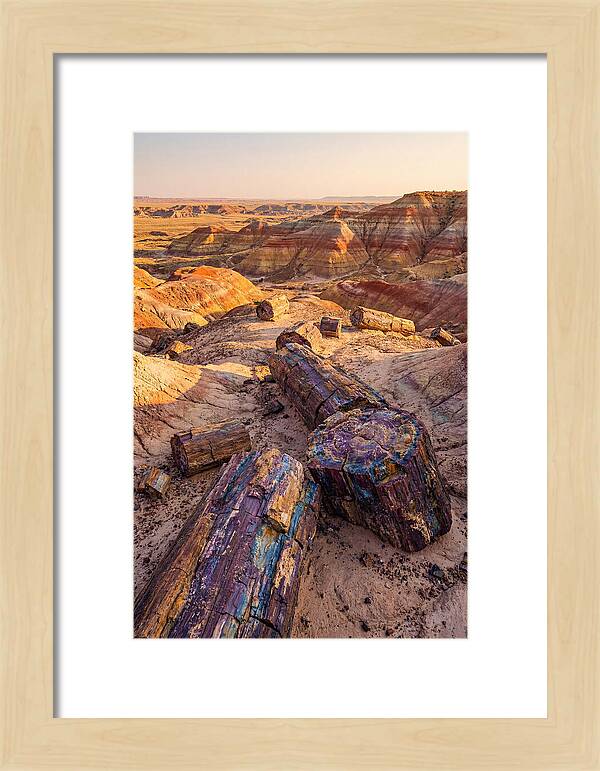 Petrified Forest Serenity