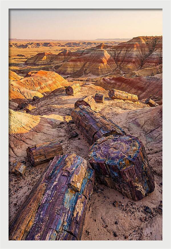 Petrified Forest Serenity