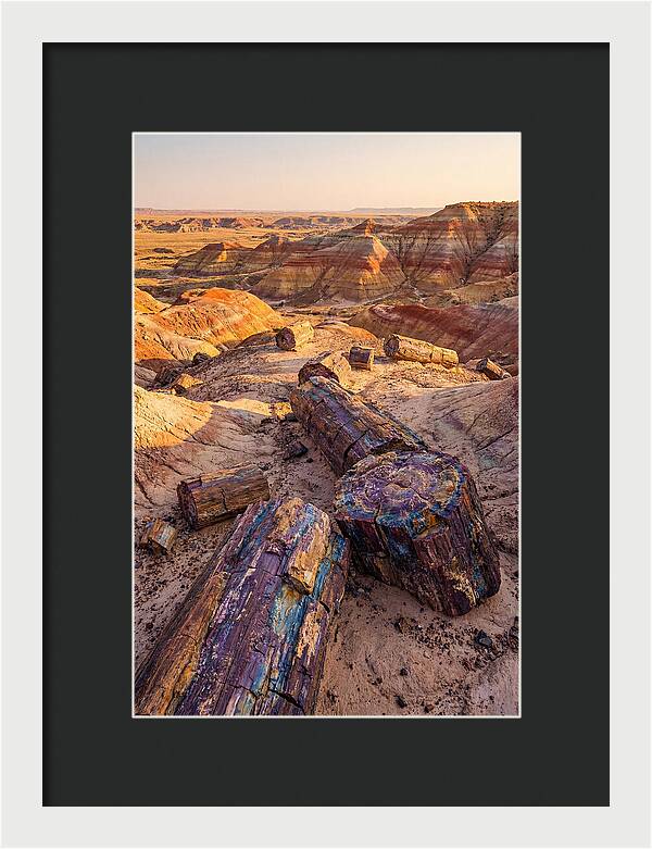 Petrified Forest Serenity