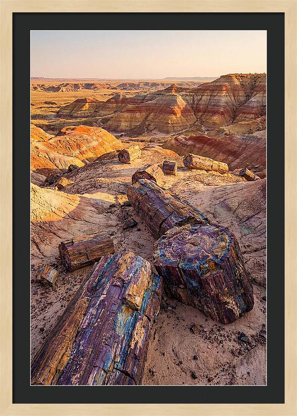Petrified Forest Serenity
