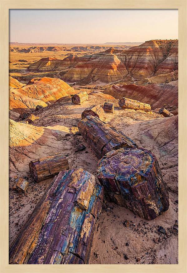 Petrified Forest Serenity