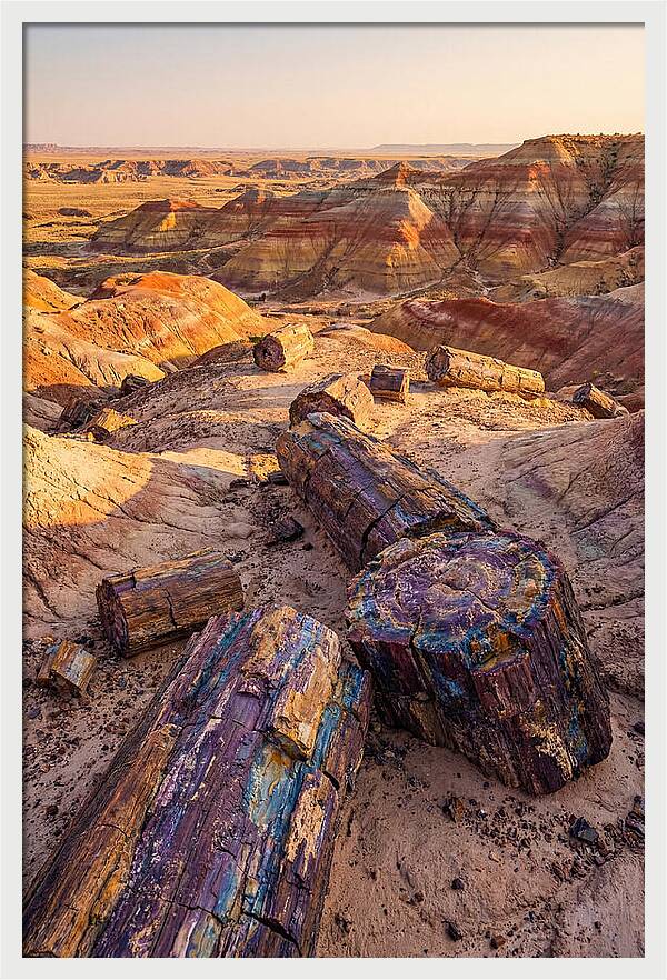 Petrified Forest Serenity
