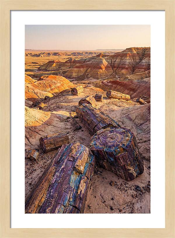 Petrified Forest Serenity