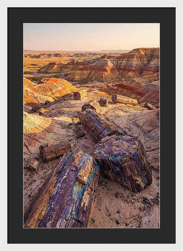 Petrified Forest Serenity