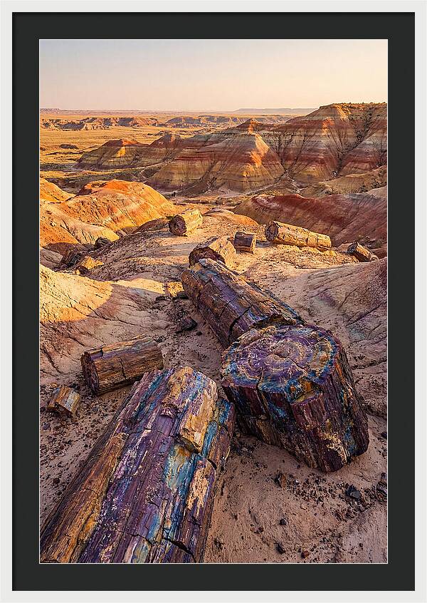 Petrified Forest Serenity
