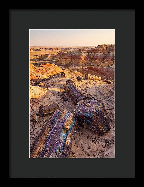 Petrified Forest Serenity