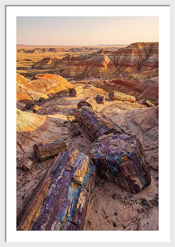Petrified Forest Serenity