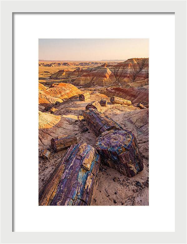 Petrified Forest Serenity