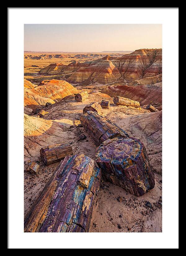 Petrified Forest Serenity