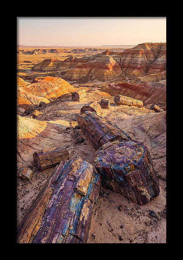 Petrified Forest Serenity