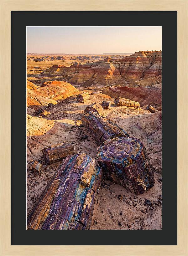 Petrified Forest Serenity