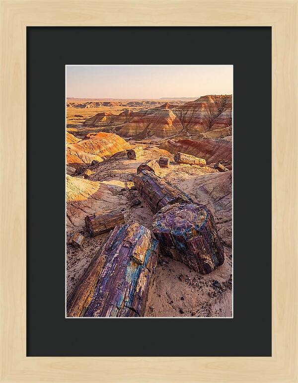 Petrified Forest Serenity