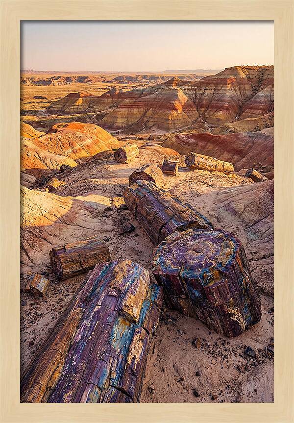 Petrified Forest Serenity