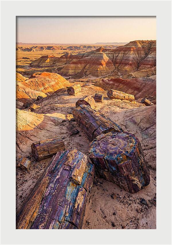 Petrified Forest Serenity