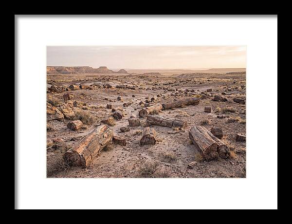 Petrified Forest Serenity