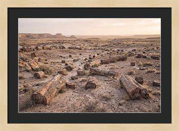 Petrified Forest Serenity