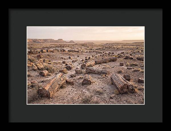 Petrified Forest Serenity