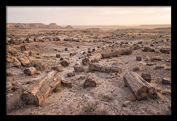 Petrified Forest Serenity