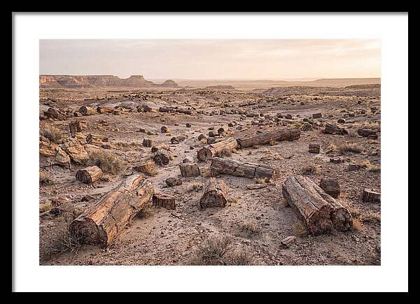 Petrified Forest Serenity
