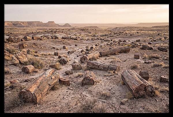 Petrified Forest Serenity